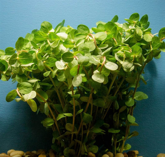 Rotala indica (Rotala sp. red) bunch