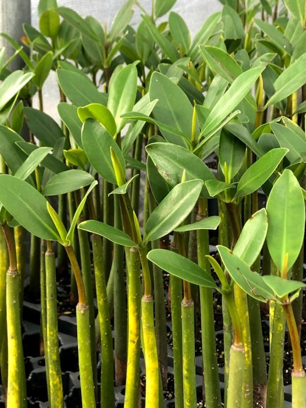 Red Mangrove