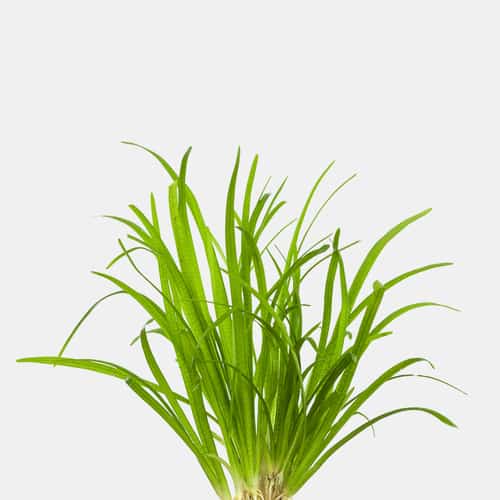 Sagittaria Subdulata Narrow bunch