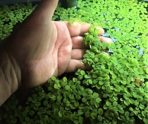 Salvinia minima portion