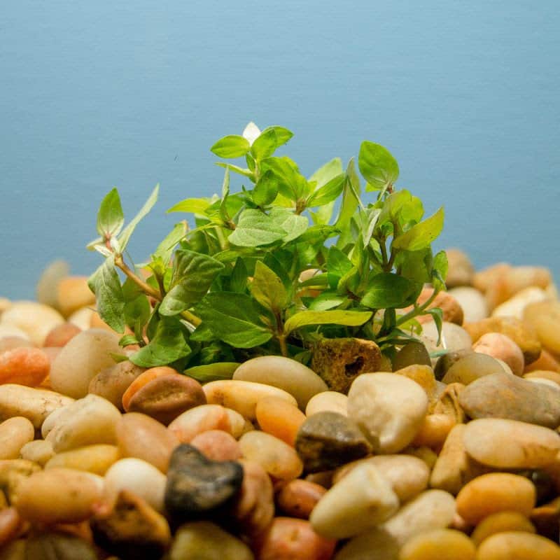 Staurogyne repens clump