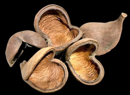 Sterculia Pods