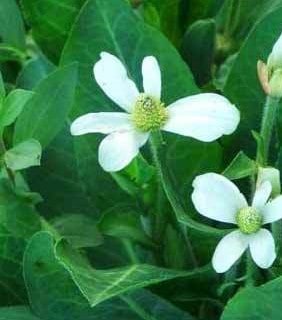 Verba Mansa - Anemopsis californica