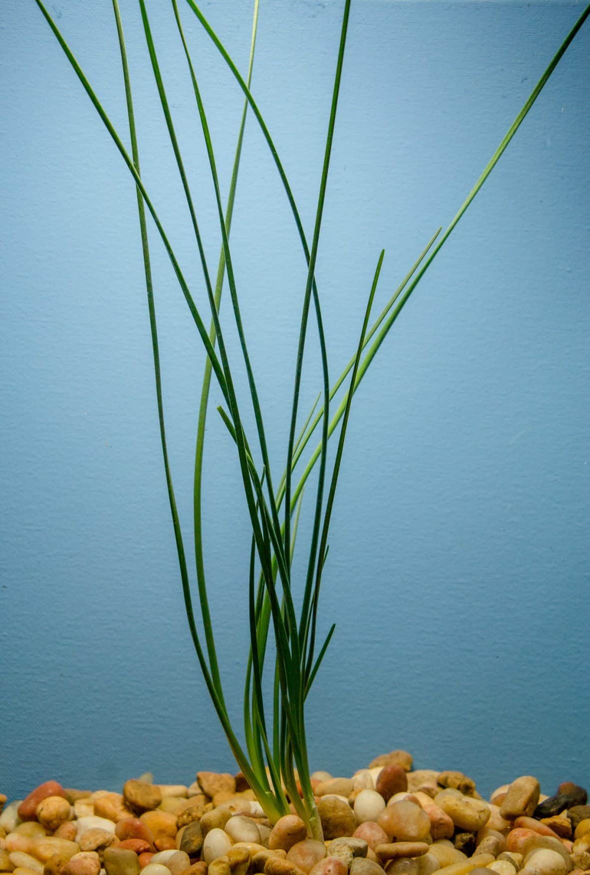 Dwarf Water Onion - Zephyranthes candida