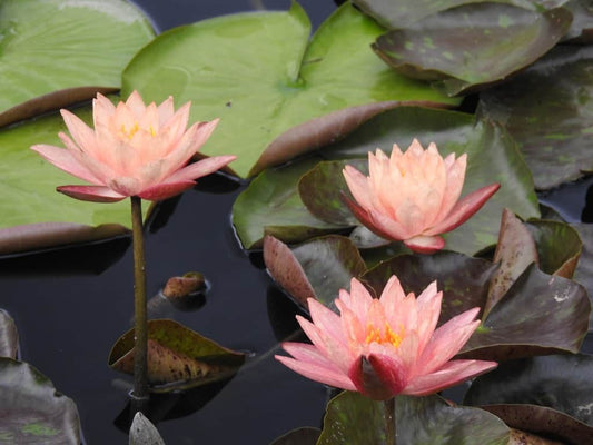 Hardy Water Lilies - Assorted colors (red,yellow, pink, white,orange, Etc. )