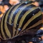 Zebra Nerite Snail  - Neritina natalensis