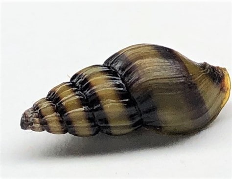 Assassin Snail (CLEA HELENA)