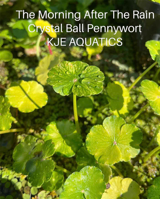 Crystal Ball Pennywort