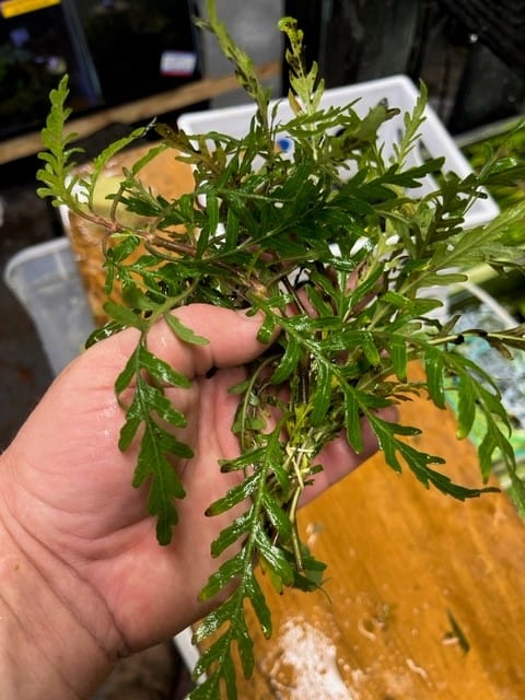 Hygrophila Pinnatifida bunch