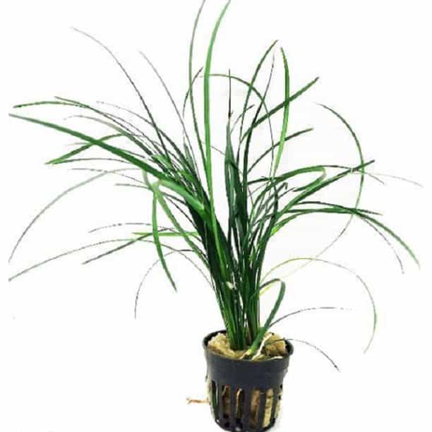 Mondo Grass potted - Ophiopogon Japonica