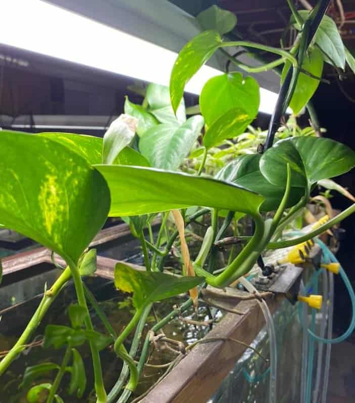 Pothos Clipping