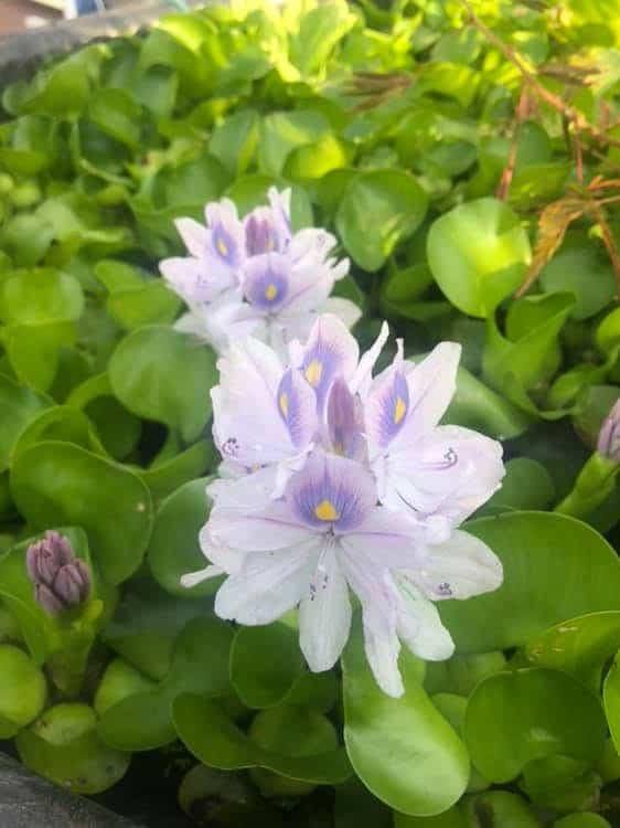 Water Hyacinth